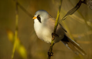 Skægmejse - Utterslev Mose november 2017