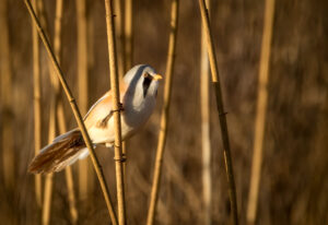 Skægmejse - Utterslev Mose november 2017